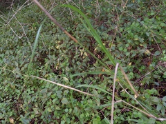 Carex pendula
