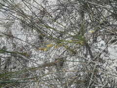 Trachyandra sabulosa