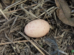 Nyctidromus albicollis