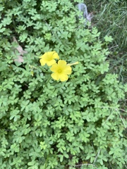 Oxalis pes-caprae