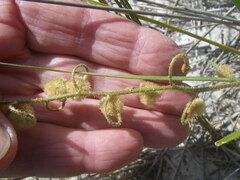 Trachyandra sabulosa