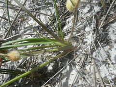 Trachyandra sabulosa