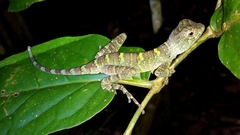 Enyalius catenatus