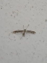 Singularia alternaria