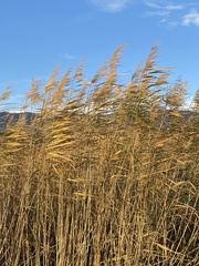 Phragmites australis altissimus