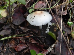 Limacella