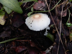 Limacella
