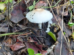 Limacella