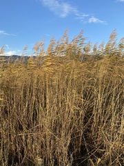 Phragmites australis altissimus