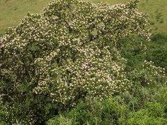 Dais cotinifolia