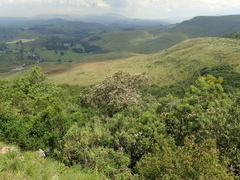 Dais cotinifolia