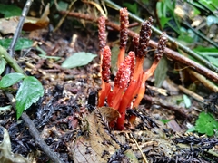 Balanophora laxiflora