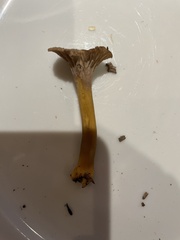 Craterellus tubaeformis