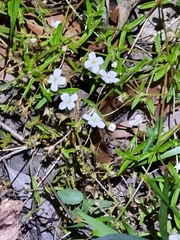 Mitrasacme polymorpha