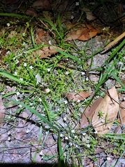 Mitrasacme polymorpha