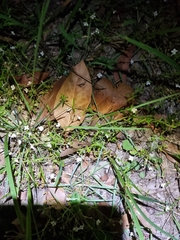 Mitrasacme polymorpha