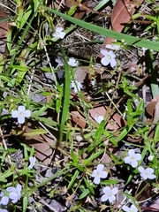 Mitrasacme polymorpha