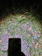 Mitrasacme polymorpha