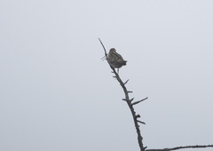 Gallinago hardwickii