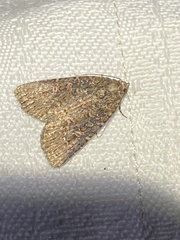 Hypoperigea tonsa