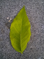 Holarrhena pubescens