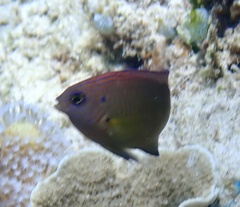 Pomacentrus bankanensis