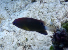 Pomacentrus bankanensis