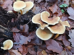 Hypholoma fasciculare