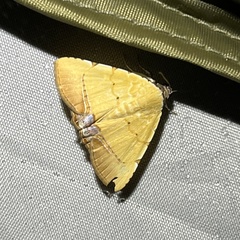 Eulepidotis modestula