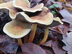 Hypholoma fasciculare