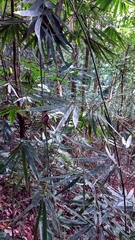 Bambusoideae