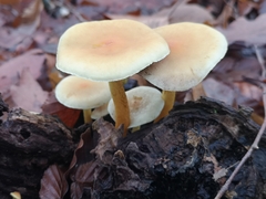 Hypholoma fasciculare