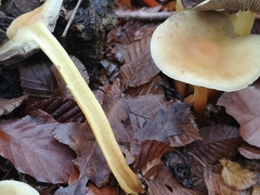 Hypholoma fasciculare