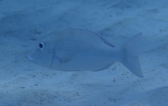 Lethrinidae