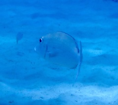 Lethrinidae
