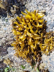 Mazzaella laminarioides