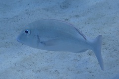 Lethrinidae