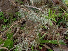 Ulex argenteus argenteus