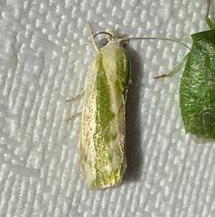 Earias huegeliana