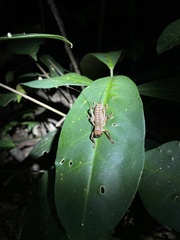 Tettigoniidea