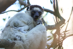 Propithecus verreauxi