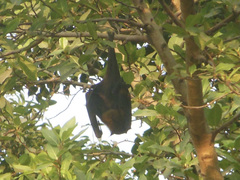 Pteropus giganteus