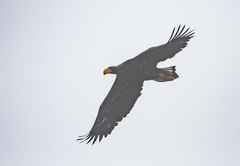 Haliaeetus pelagicus