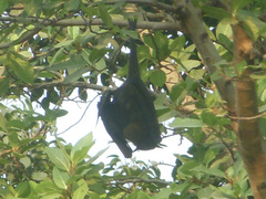 Pteropus giganteus