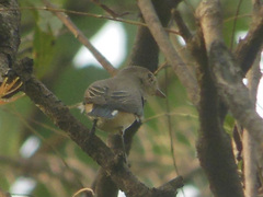 Ficedula parva