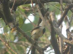 Ficedula parva