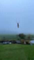 Trichocera