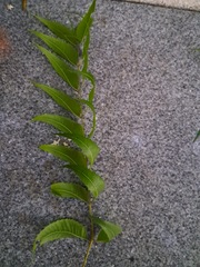 Azadirachta indica