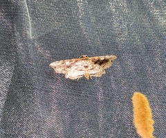 Collinsa commanotata