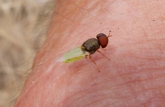 Hedriodiscus vertebratus